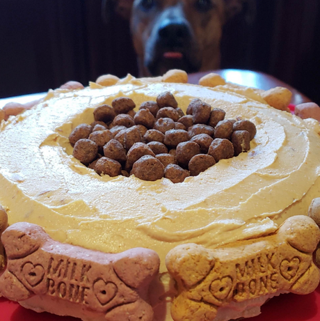 Instant Pot Homemade Dog Treat Cake